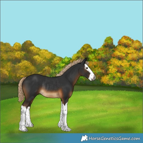 Horse Color:Gray Chocolate Palomino Splash Rabicano 