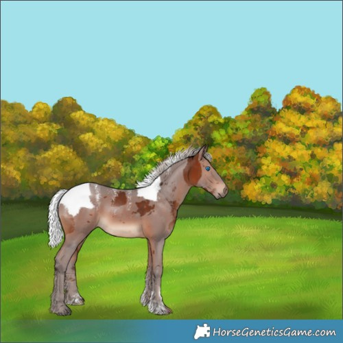 Horse Color:Powder White Silver Brown Merle 