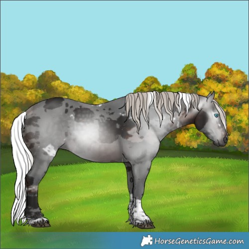 Horse Color:Gray White Spotted Silver Brown Merle Tobiano Rabicano 