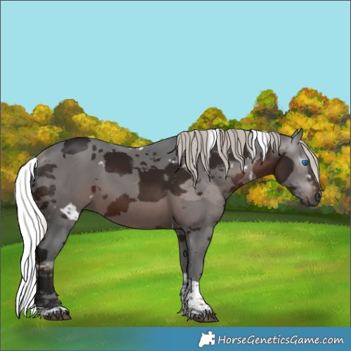 Horse Color:Gray White Spotted Silver Brown Merle Tobiano Rabicano
