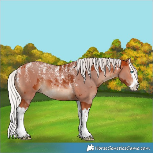 Horse Color:Powder White Silver Bay Merle Splash Rabicano 