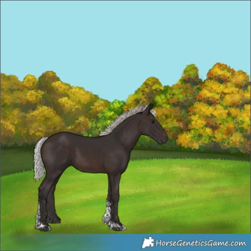 Horse Color:Silver Brown Tobiano 