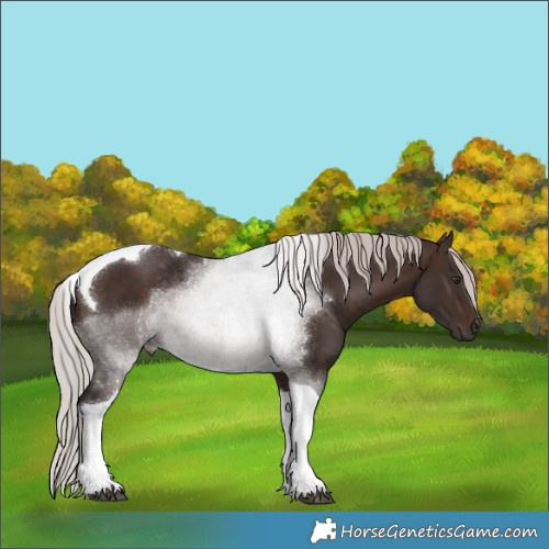 Horse Color:Silver Brown Tobiano Rabicano 