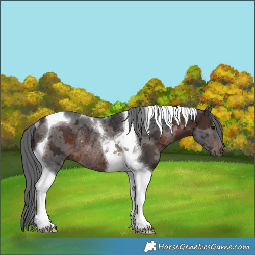 Horse Color:Brown Merle Tobiano Rabicano