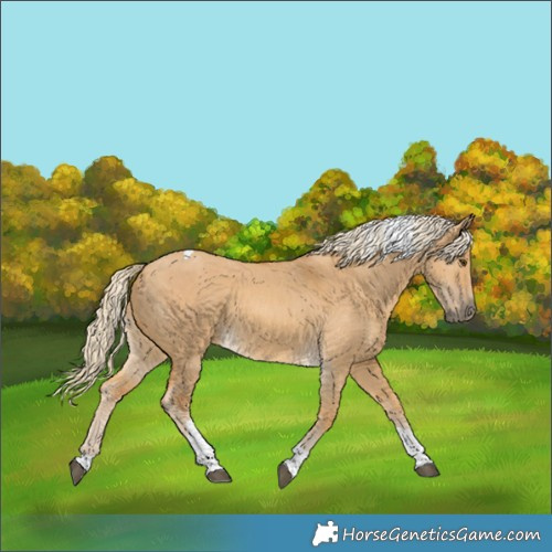 Horse Color:Palomino Dun Tobiano 