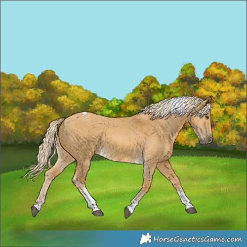 Horse Color:Palomino Dun Tobiano