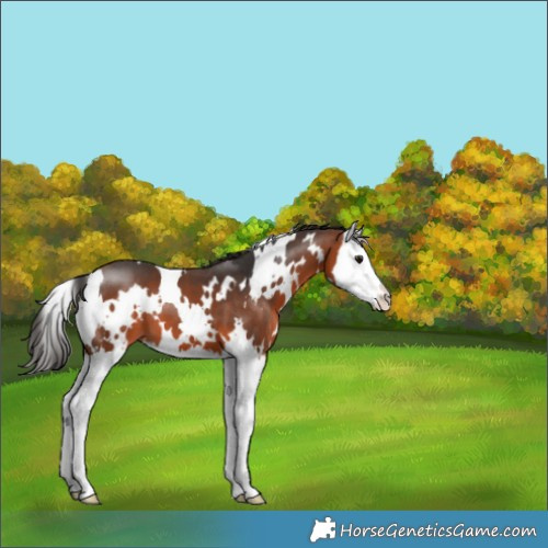 Horse Color:White Spotted Bay Splash 