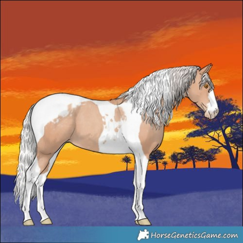 Horse Color:Silver Classic Champagne Tobiano Appaloosa 