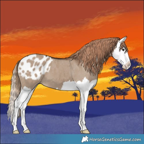 Horse Color:Liver Red Dun Splash Appaloosa 