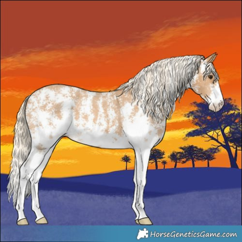 Horse Color:Palomino Sabino Appaloosa 