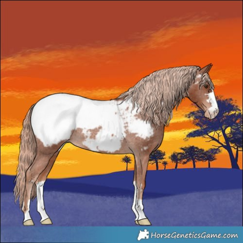 Horse Color:Chestnut Appaloosa Rabicano 
