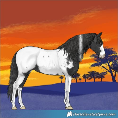 Horse Color:Black Tobiano Appaloosa 