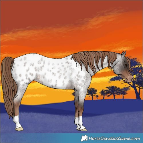 Horse Color:Liver Red Roan Appaloosa 