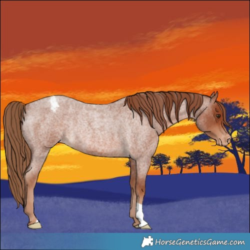 Horse Color:Red Roan Appaloosa Rabicano 