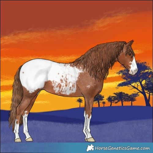 Horse Color:Chestnut Appaloosa 