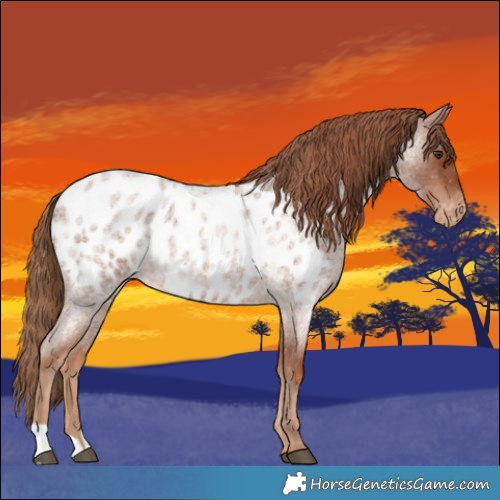 Horse Color:Red Roan Appaloosa 