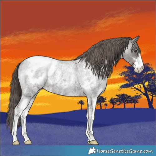 Horse Color:Liver Red Roan Sabino Appaloosa 