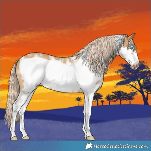 Horse Color:Palomino Sabino Frame Rabicano 