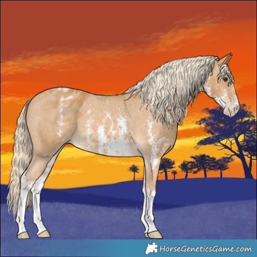 Horse Color:Palomino Sabino Appaloosa 