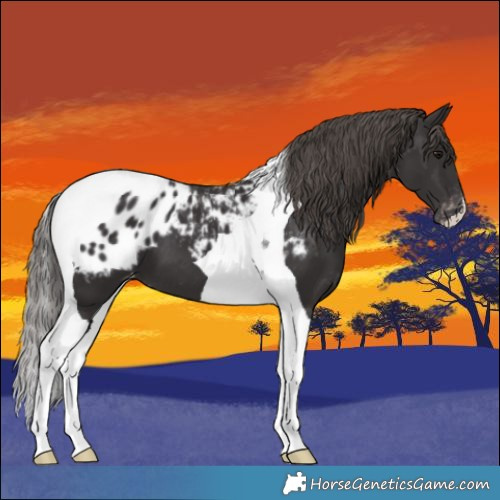 Horse Color:Smoky Black Tobiano Blanket 