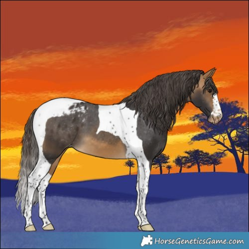 Horse Color:Buckskin Tobiano Blanket 