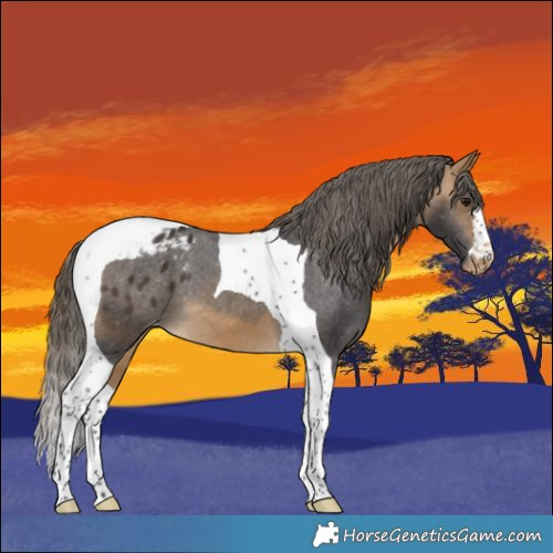 Horse Color:Buckskin Tobiano Appaloosa 