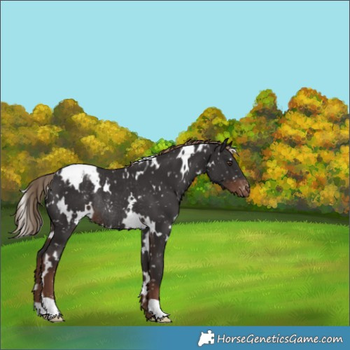 Horse Color:White Spotted Liver Chestnut Appaloosa Rabicano 