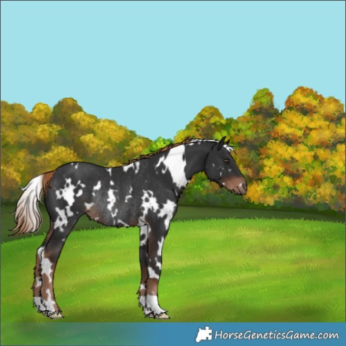 Horse Color:White Spotted Liver Chestnut Rabicano 