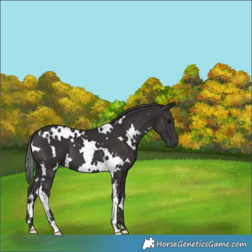 Horse Color:White Spotted Smoky Black 