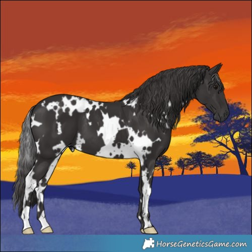 Horse Color:White Spotted Smoky Black 