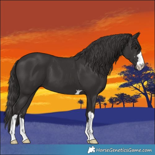 Horse Color:Smoky Black 