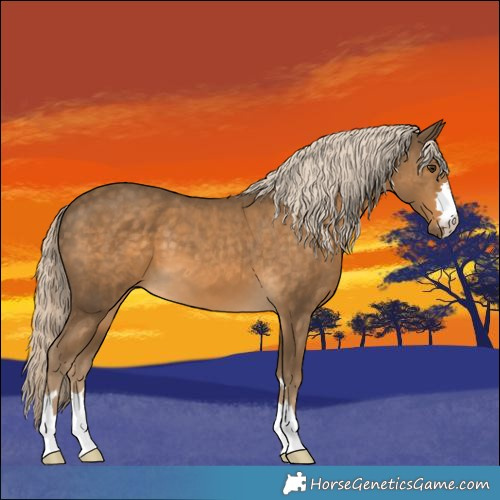Horse Color:Chocolate Palomino 