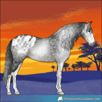 Horse Color:Gray Smoky Black Sabino Blanket