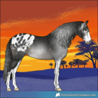 Horse Color:Gray Smoky Black Sabino Appaloosa 