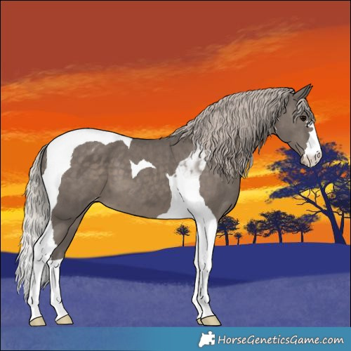 Horse Color:Silver Black Tobiano Appaloosa 