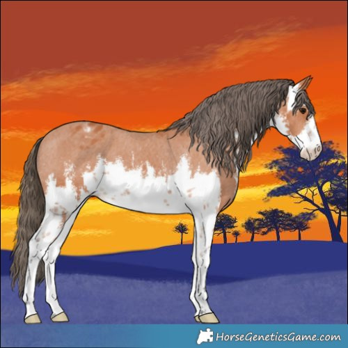 Horse Color:White Spotted Bay Appaloosa 