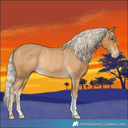 Horse Color:Palomino Appaloosa Rabicano 