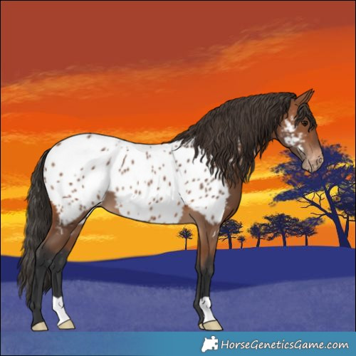 Horse Color:Bay Appaloosa 