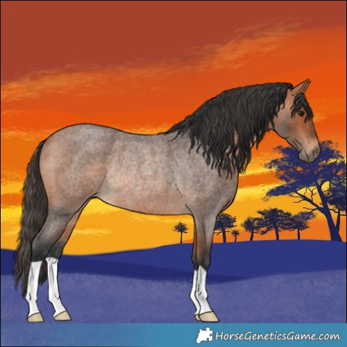 Horse Color:Bay Roan Rabicano 