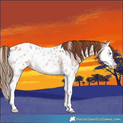 Horse Color:Red Roan Sabino Splash Appaloosa 