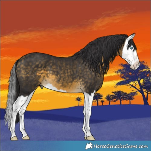 Horse Color:Buckskin Splash 