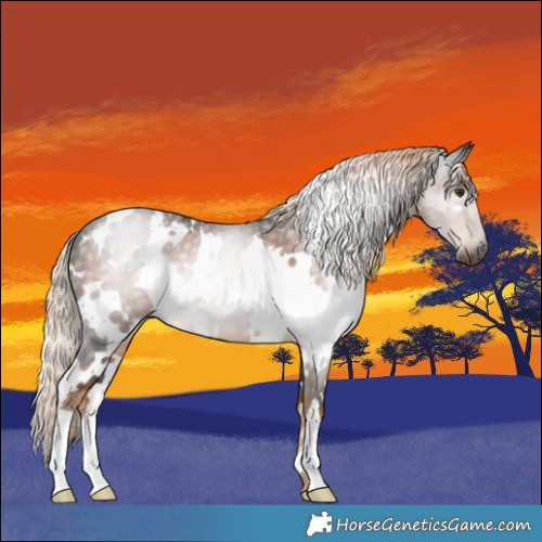 Horse Color:Gray White Spotted Chocolate Palomino Rabicano 