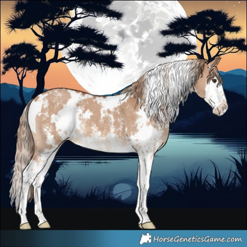 Horse Color:White Spotted Red Dun Sabino Splash 