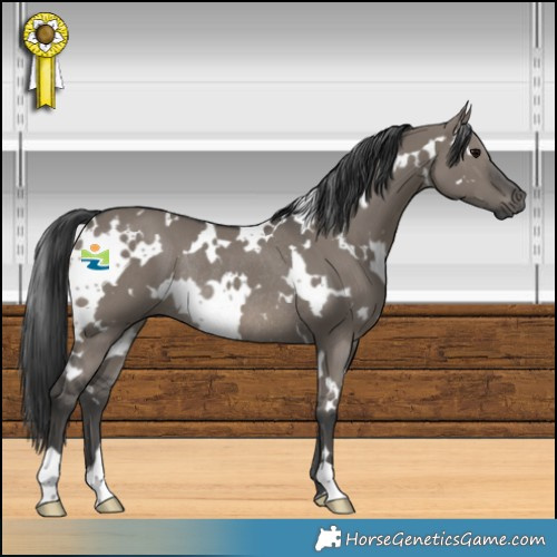 Horse Color:White Spotted Grullo Rabicano