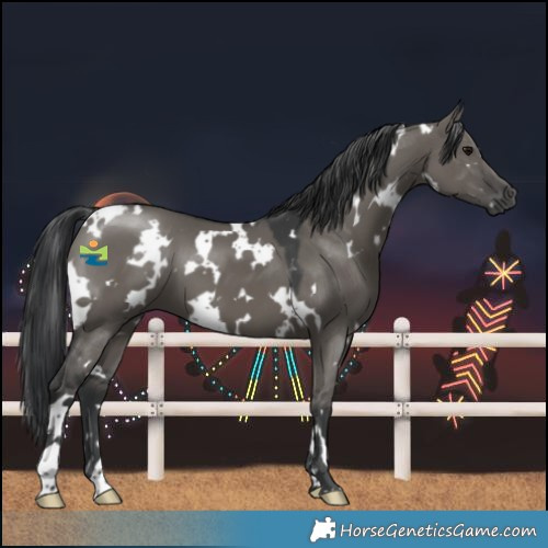 Horse Color:White Spotted Grullo 