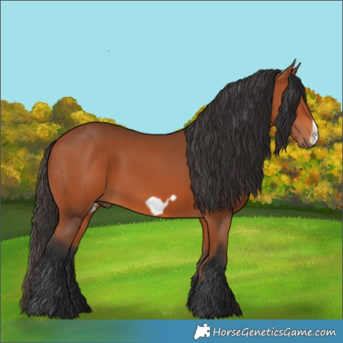 Horse Color:Bay Frame 
