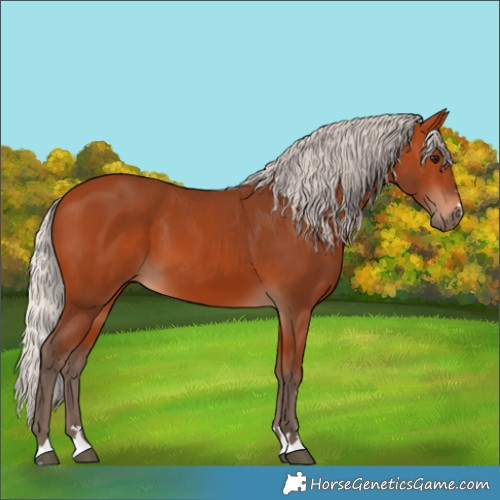 Horse Color:Silver Bay 