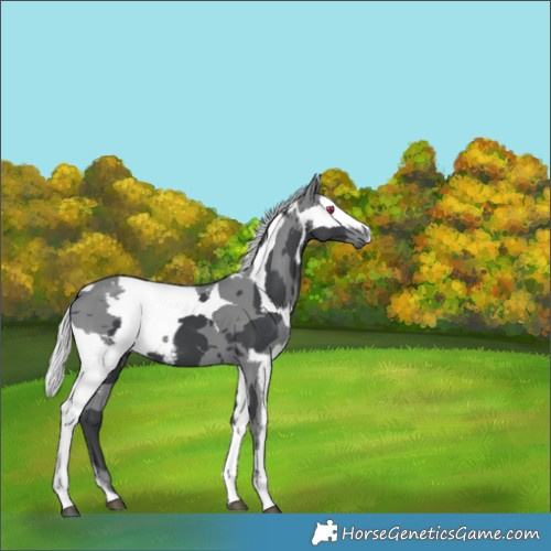 Horse Color:Silver Black Chinchilla Merle Sabino 