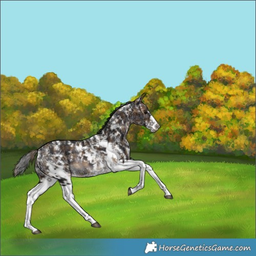 Horse Color:Plaid Brown Ice Sabino Splash