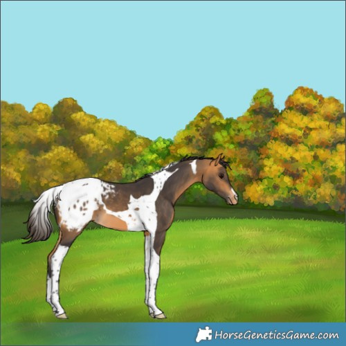 Horse Color:Buckskin Tobiano Appaloosa